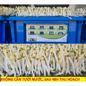 Máy làm giá đỗ tự động- không cần tưới nước hàng ngày, cam kết thành công 100%. giá trắng mập, giòn, ngọt. Rất nhàn .