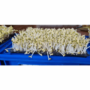 Máy làm giá đỗ tự động- không cần tưới nước hàng ngày, giá trắng mập, giòn, ngọt.